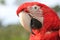 Red Scarlet Macaw close-up