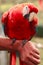 Red Scarlet Macaw Domesticated Parrot