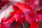 Red scarlet oak Quercus coccinea leaves in autumn. Closeup