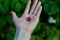 Red scarlet pink berry, ripe raspberrie on palm of hand, among green carved leaves on tree in garden.