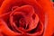 Red scarlet rose in macro
