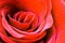 Red scarlet rose in macro