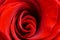 Red scarlet rose in macro