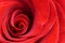 Red scarlet rose in macro