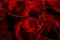 Red scarlet roses on a black background. Bouquet of roses