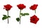 Red or scarlet roses with green leaves. Isolated.