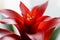 Red Scarlet Star Guzmania Bromeliad Flower