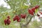 Red schisandra growing on branch in row. Ripe schizandra on liana in garden