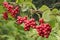 Red schisandra growing on branch in row. Ripe schizandra on liana in garden