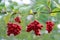 Red schisandra growing on branch in row. Ripe schizandra on liana in garden