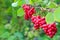 Red schisandra growing on branch in row. Ripe schizandra on liana in garden