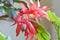 Red schlumbergera flowers, blooming christmas cactus. Decorative flowering houseplant