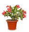 Red Schlumbergera truncata flowers in flowerpot