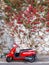 Red scooter, red bougainvillea plant