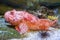 Red scorpion fish