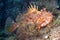 Red Scorpionfish, Scorpaena scrofa