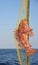 Red scorpionfish, Scorpaena scrofa, fishing net, blue sea