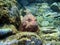 Red scorpionfish Scorpaena scrofa underwater
