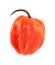 Red Scotch Bonnet chili pepper