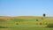 Red Scottish cows graze in the meadow