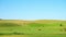 Red Scottish cows graze in the meadow