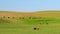 Red Scottish cows graze in the meadow