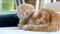 Red Scottish fold kitten having rest on a sofa in a living room