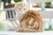 Red Scottish fold kitten having rest on a sofa in a living room. Juvenile domestic cat spending time indoors