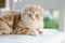 Red Scottish fold kitten having rest on a sofa in a living room. Juvenile domestic cat spending time indoors