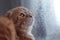 Red scottishfold cat looks on the rain drops on the window glass