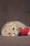 Red scottishfold cat and plush red heart