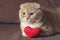 Red scottishfold cat and plush red heart