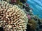 Red Sea Acropora Corals