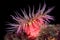 Red sea anemone