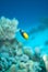 Red sea anemonefish (amphiprion bicinctus)