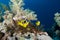 Red sea anemonefish (amphiprion bicinctus)