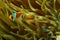 Red sea anemonefish hiding