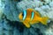 Red Sea anemonefish - Red Sea clownfish  Amphiprion bicinctus