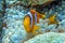 Red Sea anemonefish - Red Sea clownfish  Amphiprion bicinctus in bubble anemone