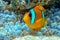 Red Sea anemonefish - Red Sea clownfish  Amphiprion bicinctus in bubble anemone