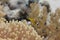 Red Sea Anemonefish in Ritteri Anemone in Red Sea