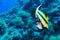 Red Sea Banner Fish on a Coral Reef