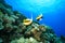 Red Sea Bannerfish