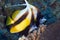 Red sea bannerfish