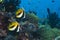 Red Sea bannerfish Heniochus intermedius