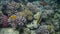 Red Sea bannerfish Heniochus intermedius and Sulphur Damsel Pomacentrus sulfureus undersea