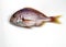 Red Sea Bream, pagellus bogaraveon, Fresh Fish against White Background