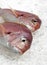Red Sea Bream, pagellus bogaraveon, Fresh Fish on Ice