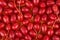 Red sea buckthorn.Shepherdia.Buffaloberry.Red berry .Food background