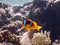 Red Sea clownfish by teh coral reef in red sea egypt beach